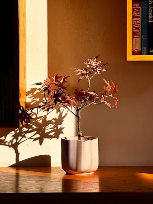 Photinia Red Robin